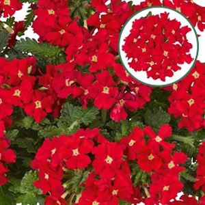 Bild von Verbena P12 Scarlet